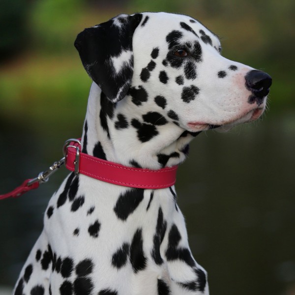 Нашийник для Собак Шкіряний "Весна" Рожевий