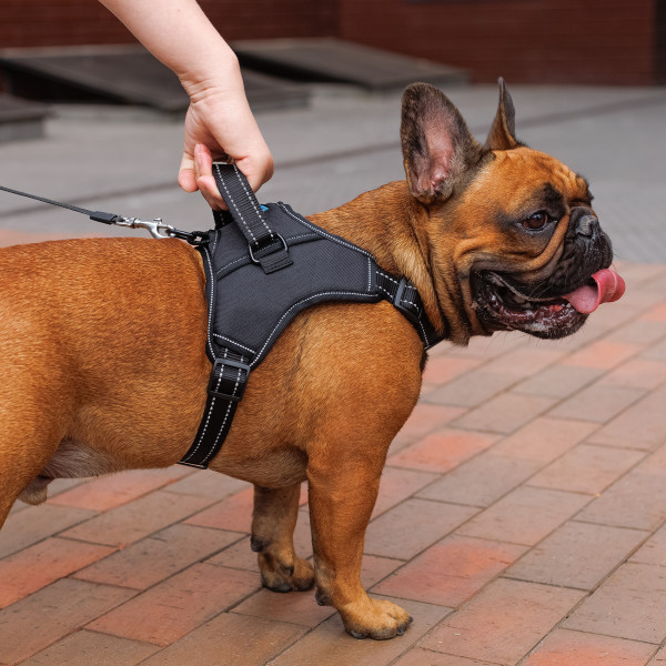 Шлея для Собак Barksi Urban Comfort Чорна