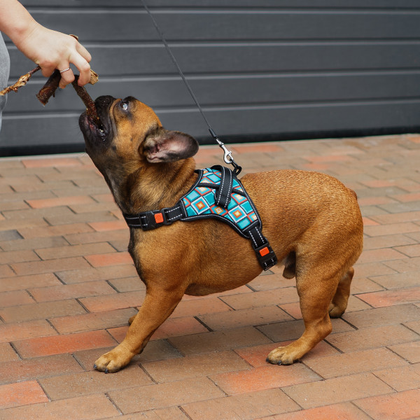 Шлея для Собак Barksi Urban Comfort Ромби