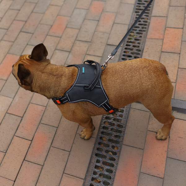 Шлея для Собак Barksi Urban Comfort Чорна