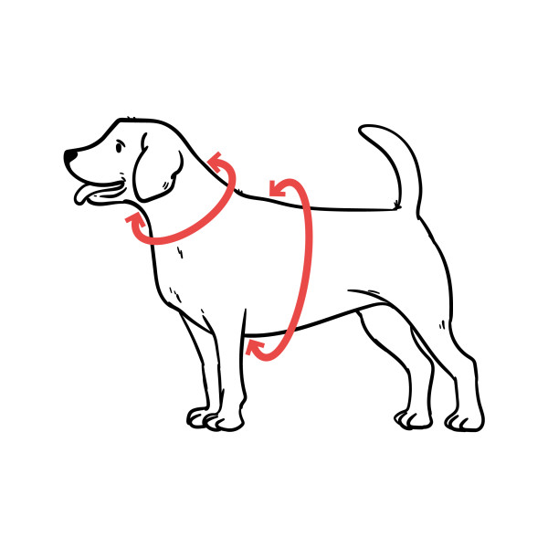 Шлея для Собак Дрібних Порід Barksi Sport Неопрен 3D Сітка Бірюзова