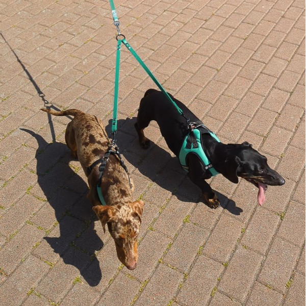 Повідець-спарка для Собак Шкіряний Barksi Classic Рожевий