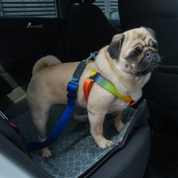Автомобільний Ремінь Безпеки для Собак Barksi Нейлоновий Синій