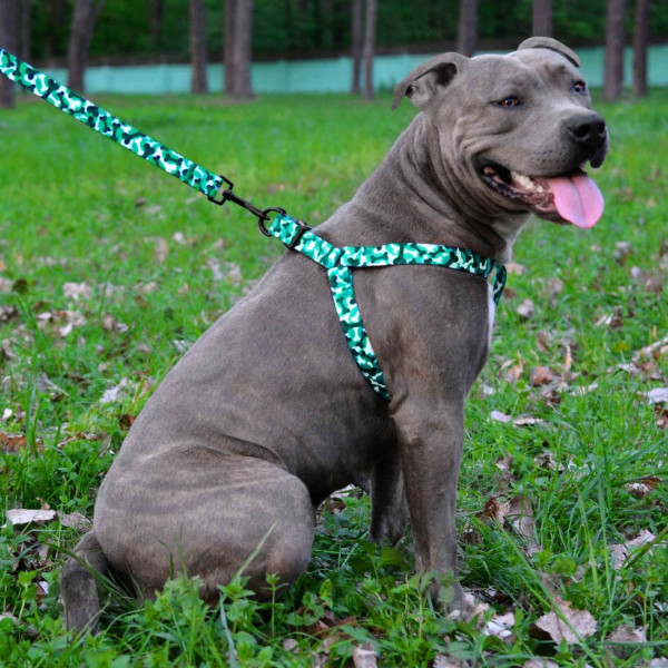 Повідець для Собак Bronzedog Urban Кісточка Нейлоновий Бірюзовий