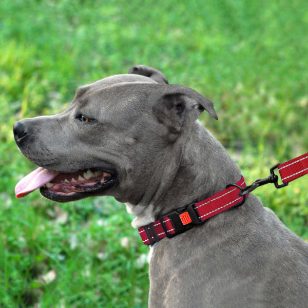 Нашийник для Собак BronzeDog Active Нейлоновий зі Світловідбиттям та Пластиковою Пряжкою Червоний
