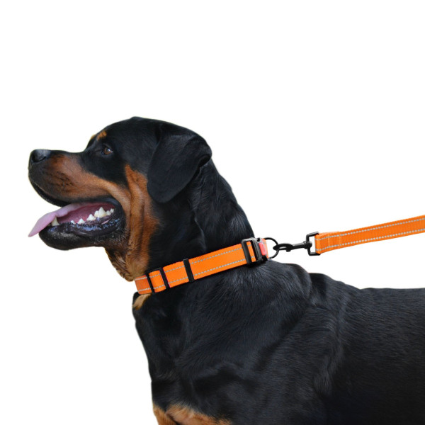 Повідець для Собак Bronzedog Active Нейлоновий зі Світловідбиттям Помаранчевий