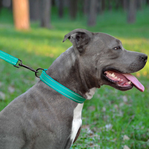 Повідець для Собак Bronzedog Active Нейлоновий зі Світловідбиттям Ментоловий