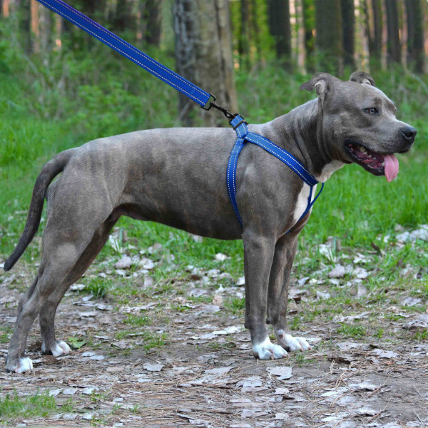 Шлея для Собак BronzeDog Active Нейлонова зі Світловідбиттям Синя