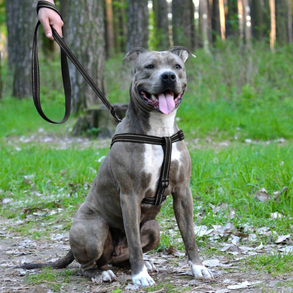 Шлея для Собак BronzeDog Active Нейлонова зі Світловідбиттям Чорна