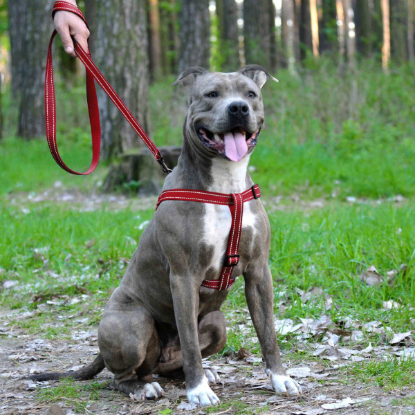 Шлея для Собак BronzeDog Active Нейлонова зі Світловідбиттям Червона