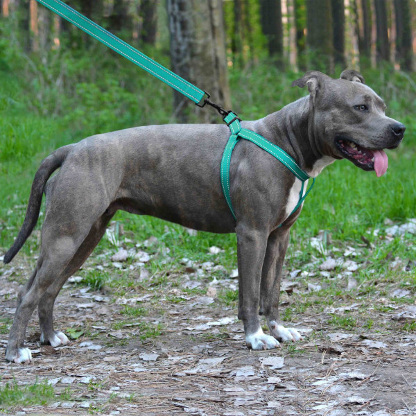 Шлея для Собак BronzeDog Active Нейлонова зі Світловідбиттям Ментолова