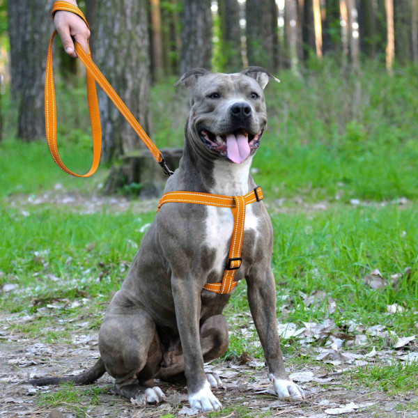Шлея для Собак BronzeDog Active Нейлонова зі Світловідбиттям Помаранчева