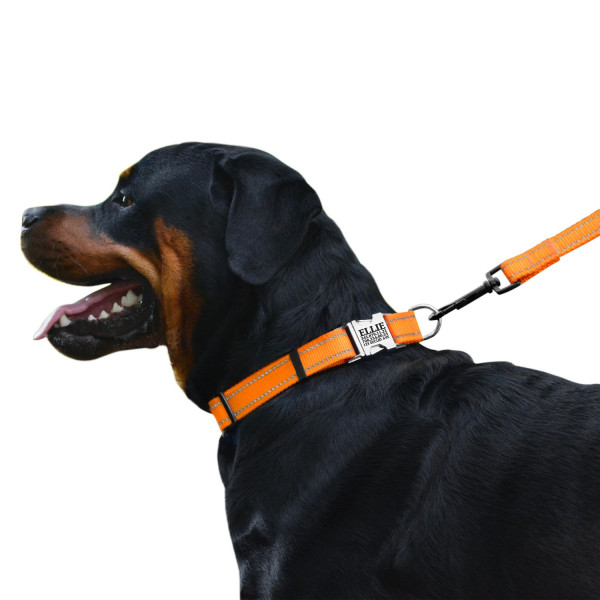 Нашийник для Собак BronzeDog Active Нейлоновий зі Світловідбиттям та Металевою Пряжкою Помаранчевий