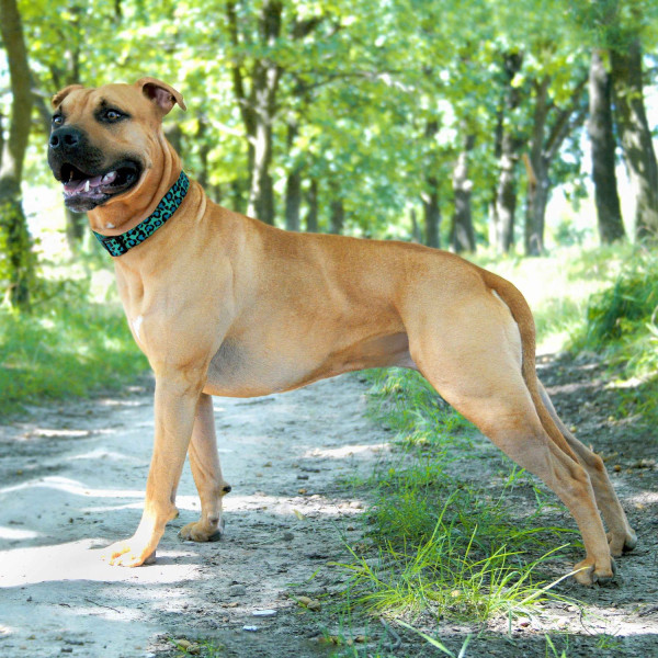 Нашийник для Собак BronzeDog Urban Леопард Нейлоновий з Металевою Пряжкою Золотистого Колір Бірюзовий