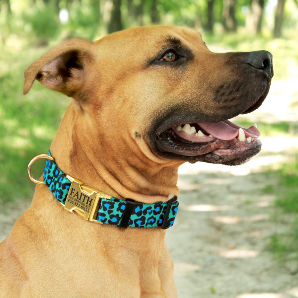 Нашийник для Собак BronzeDog Urban Леопард Нейлоновий з Металевою Пряжкою Золотистого Колір Бірюзовий