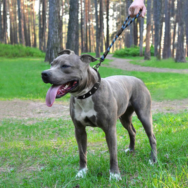 Короткий Повідець для Собак Bronzedog Active з Альпіністського Шнура Світловідбиваючий Чорно-Блакитний