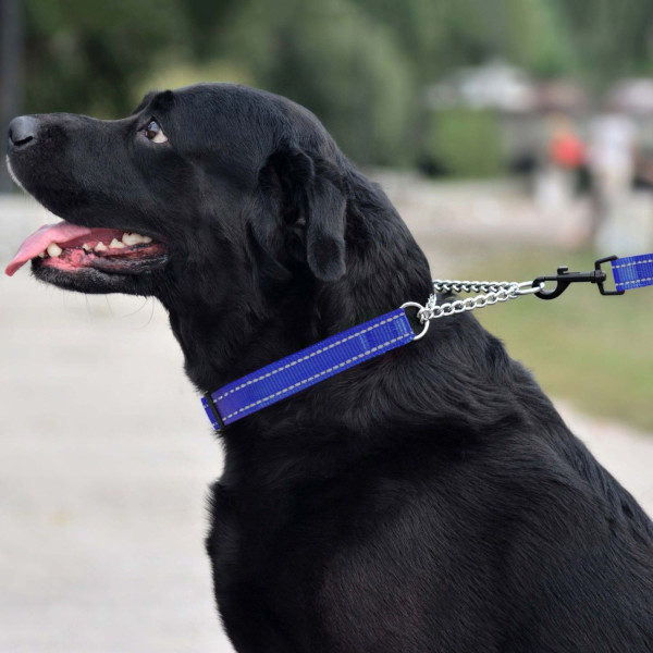 Нашийник для Собак Мартингейл BronzeDog Active Нейлоновий  зі Світловідбиттям Синій