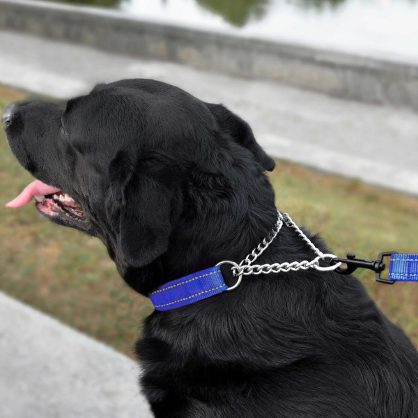 Нашийник для Собак Мартингейл BronzeDog Active Нейлоновий  зі Світловідбиттям Синій