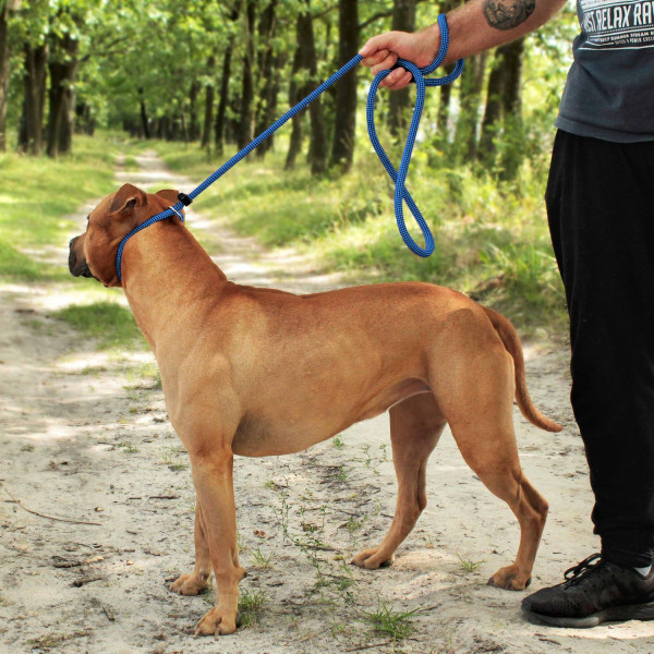 Повідець-Зашморг для Собак Bronzedog Active з Альпіністського Шнура Тренувальний Чорно-Блакитний