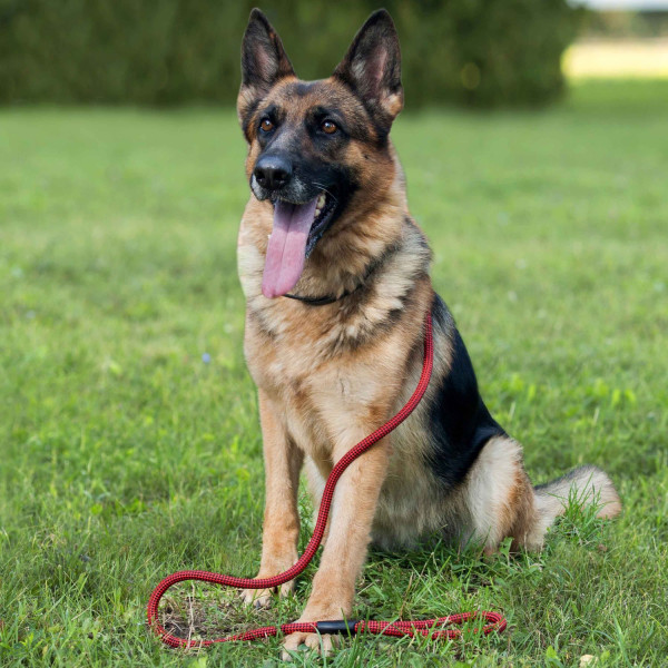 Повідець для Собак Bronzedog Active з Альпіністського Шнура Чорно-Червоний