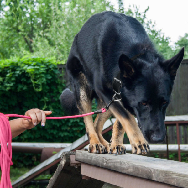 Повідець для Собак Bronzedog Active зі Шнура Тренувальний Рожевий