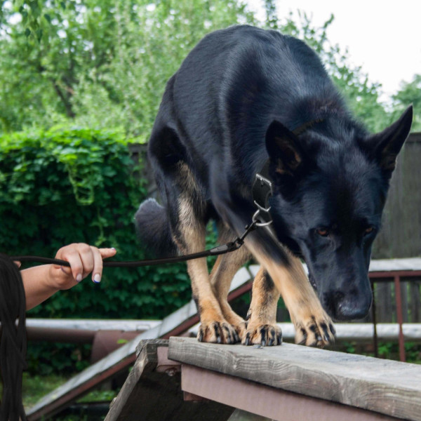 Повідець для Собак Bronzedog Active зі Шнура Тренувальний Чорний