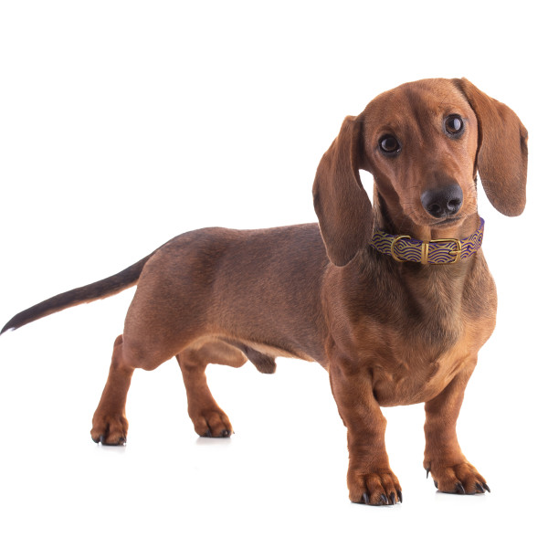 Нашийник для собак шкіряний Classic одинарний з золотим тисненням Хвиля Фіолетовий