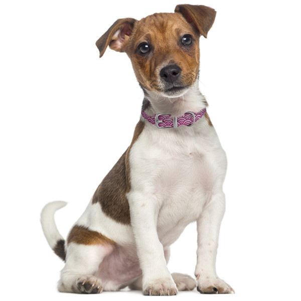 Нашийник для Собак шкіряний Classic одинарний з срібним тисненням Море Рожевий