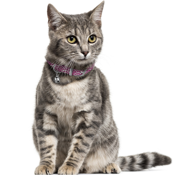 Нашийник для Котів шкіряний Classic одинарний з срібним тисненням Море Рожевий