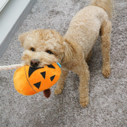 Іграшка для Собак Barksi з пищалкою Гарбузик зі шнурком