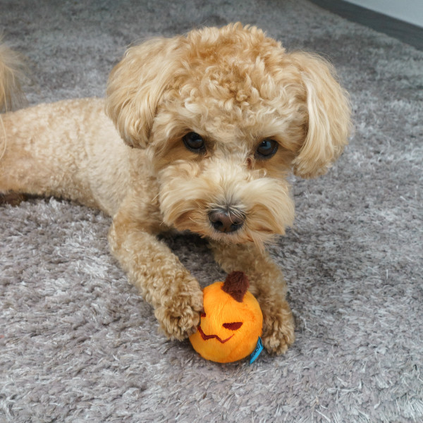 Іграшка для Собак Barksi з пищалкою Гарбузик